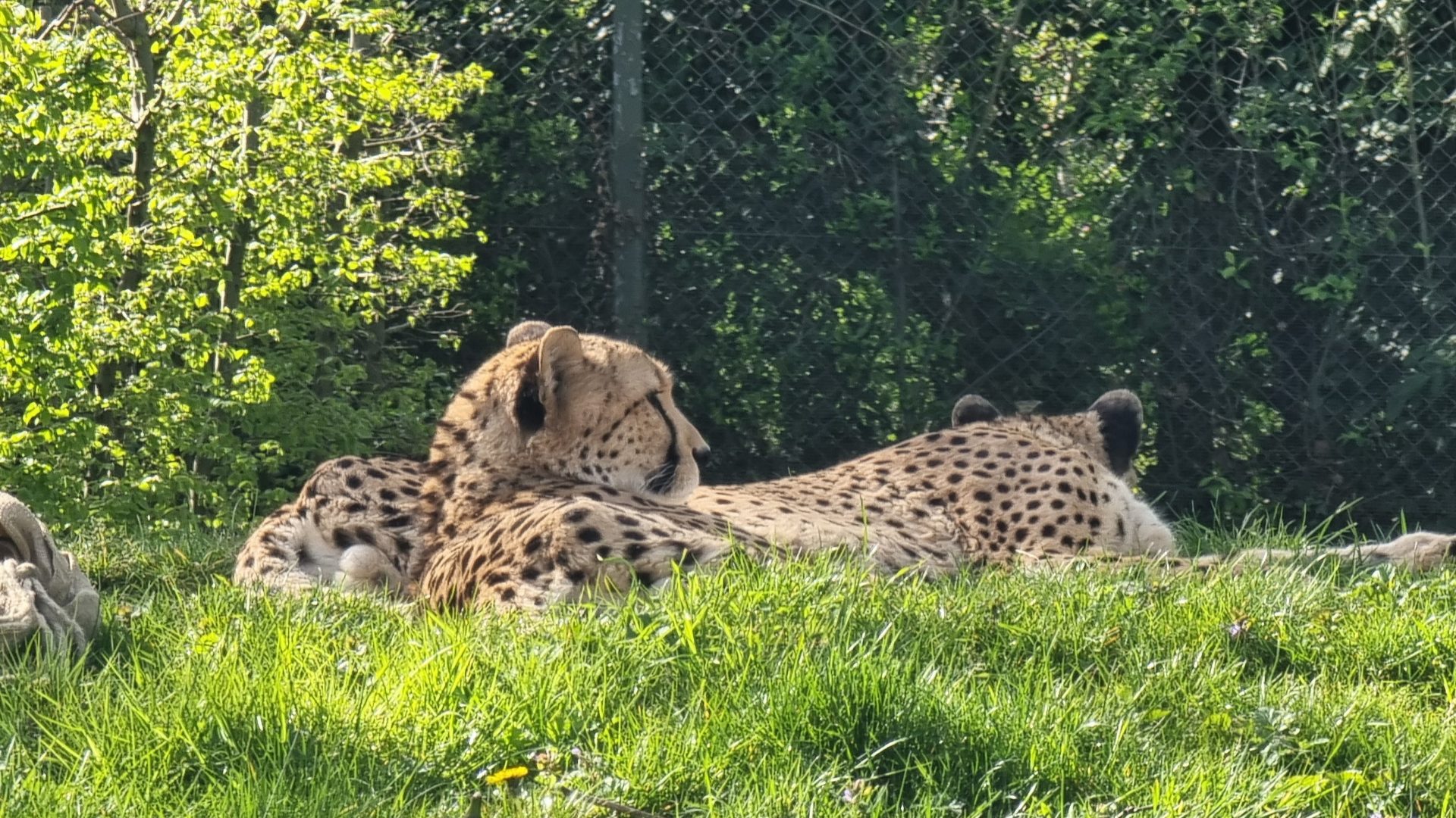 Zwei Geparden im Außengehege eines Zoo.