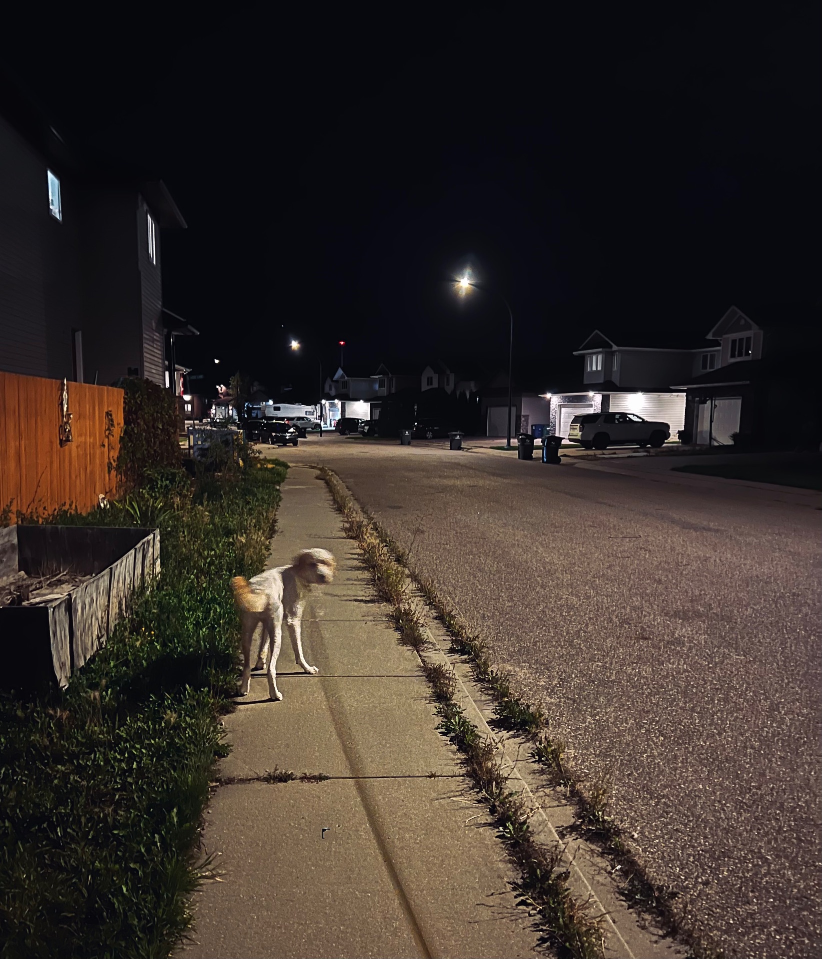 A dog looks back at the owner on a sidewalk at night in the city.