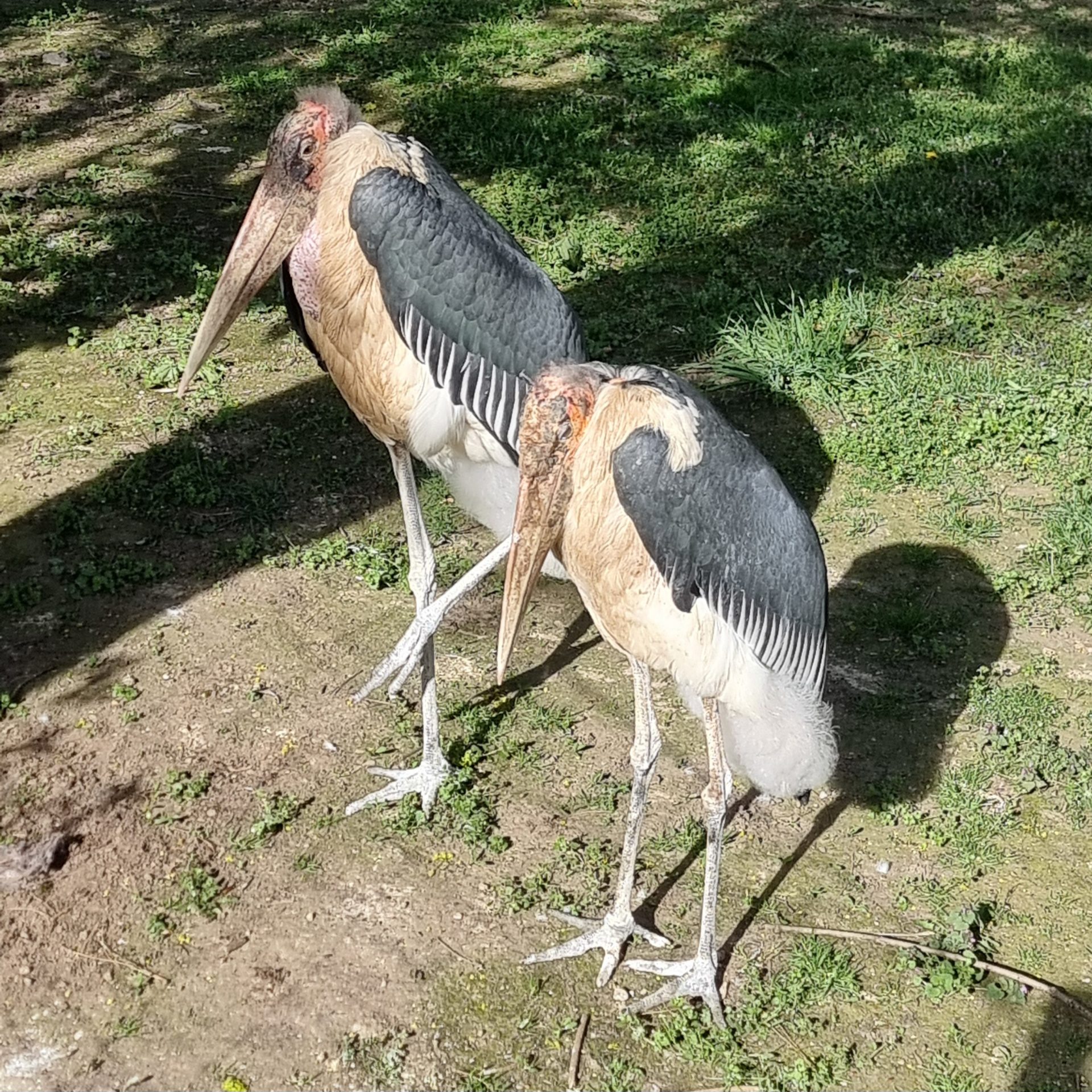Zwei große Vögel mit großen Schnäbeln im Außengehege eines Zoo.