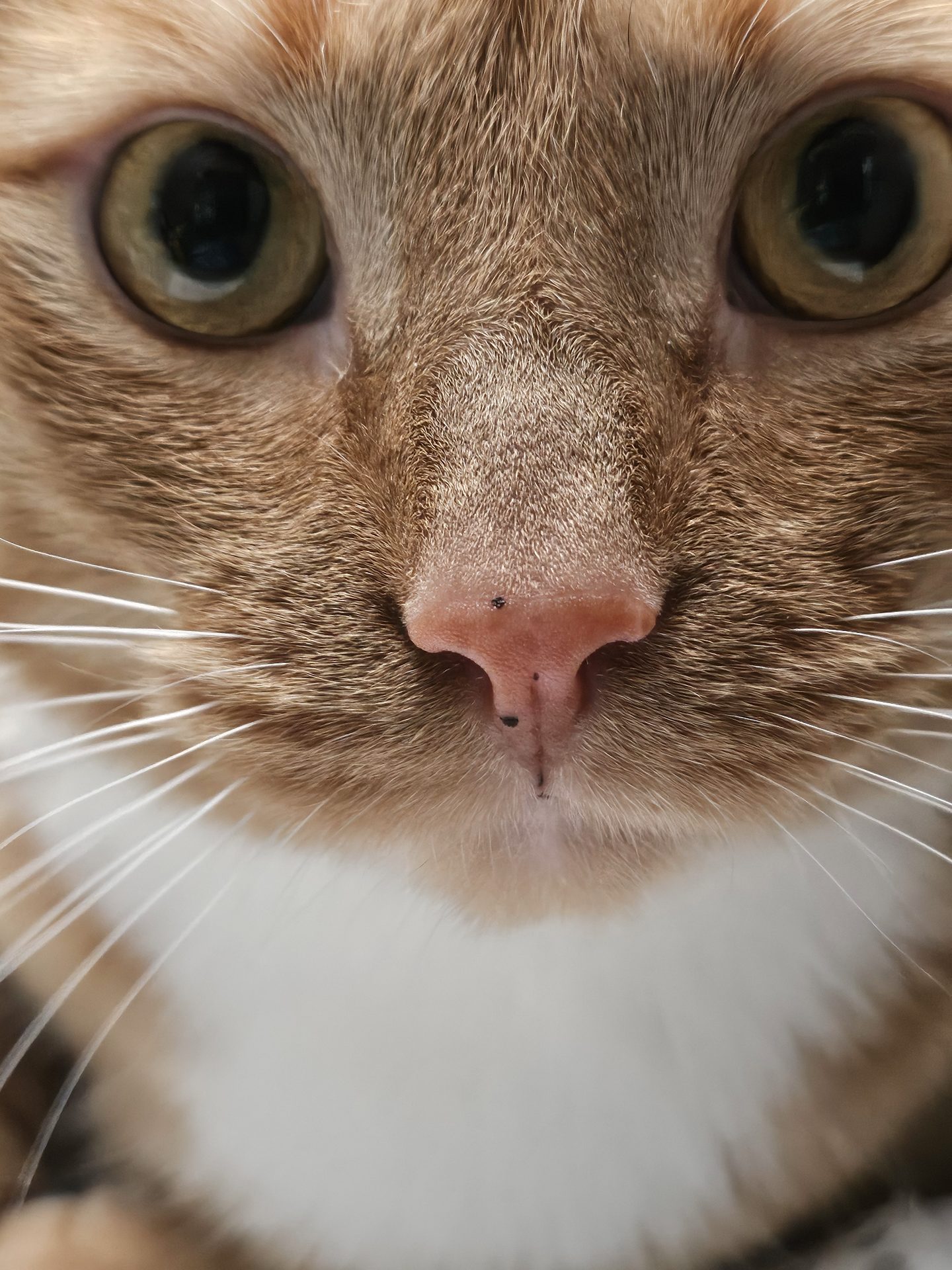 Sam, an orange cat, stares directly into the camera.