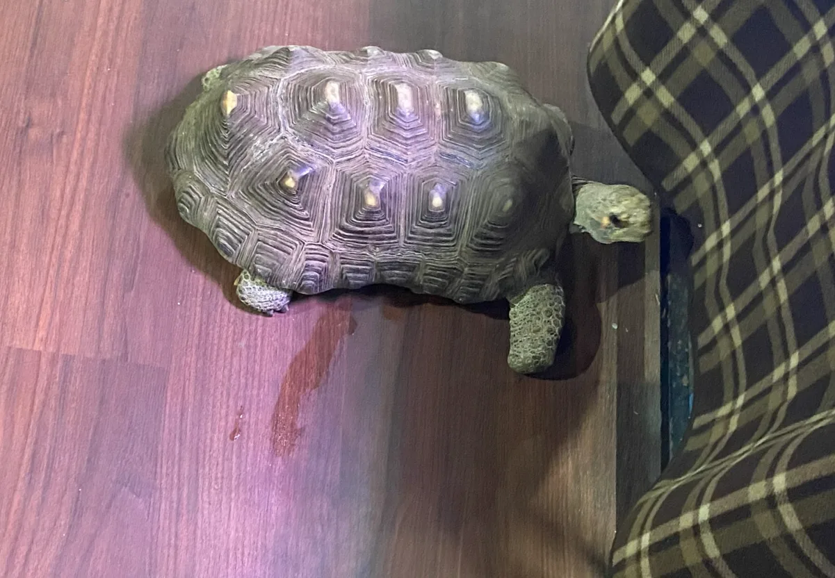 Pasted image 20260318053637.png