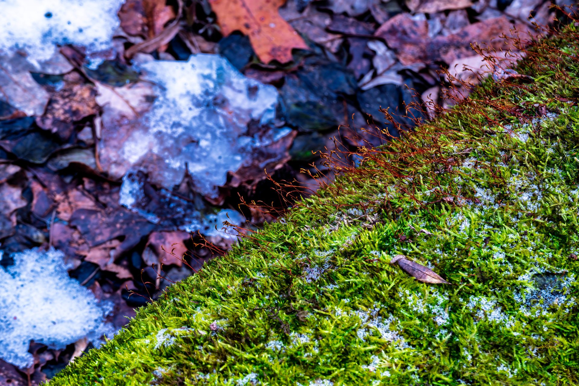 The Bloom of Yule--3.jpg