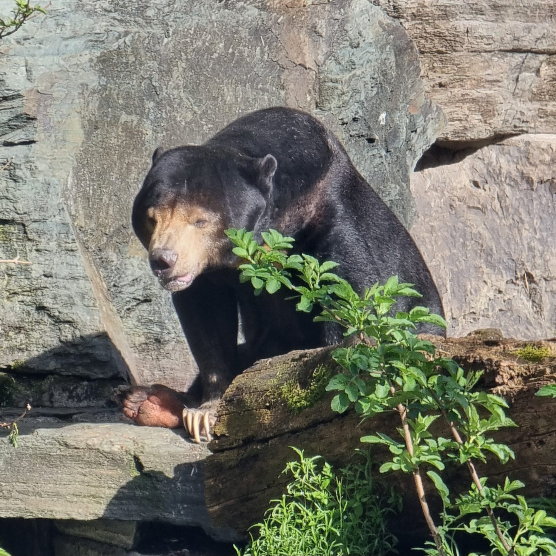Bär im Außengehege eines Zoo.