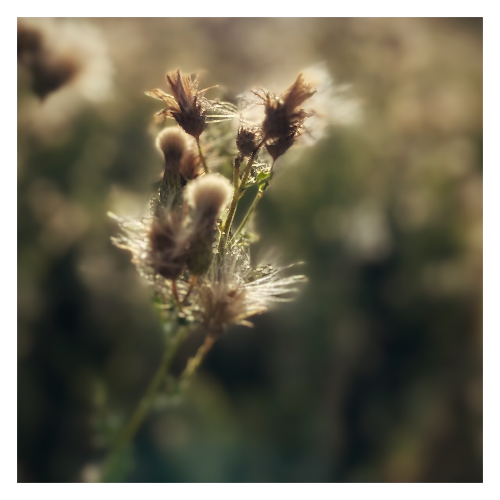 A close-up photograph captures dried thistle seed heads. The brown, textured seed pods are splitting open to reveal delicate, feathery white fluff, or pappus, catching the soft golden light. The background is a softly blurred, warm green and brown field, creating a dreamy, shallow depth of field that highlights the intricate details of the plant.