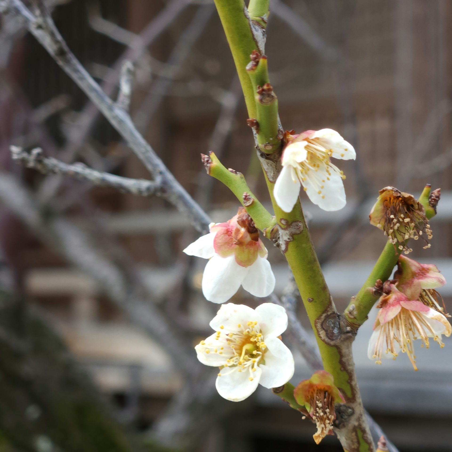 白梅（白潟天満宮）