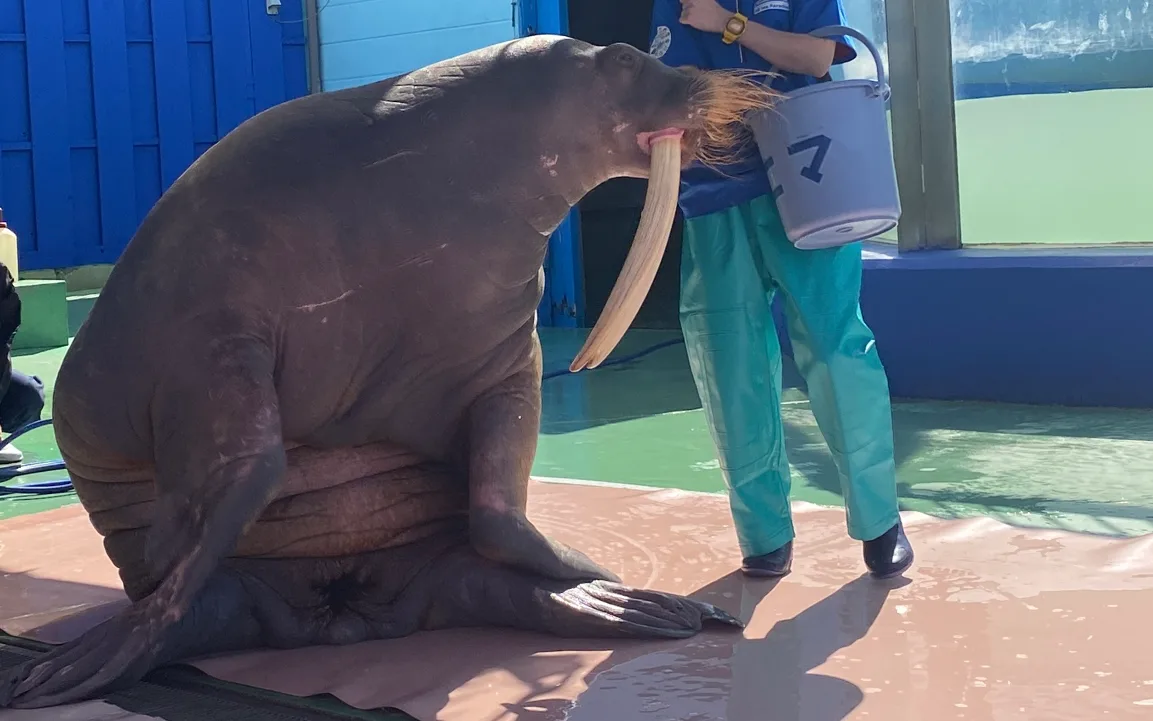 Pasted image 20260318052552.png