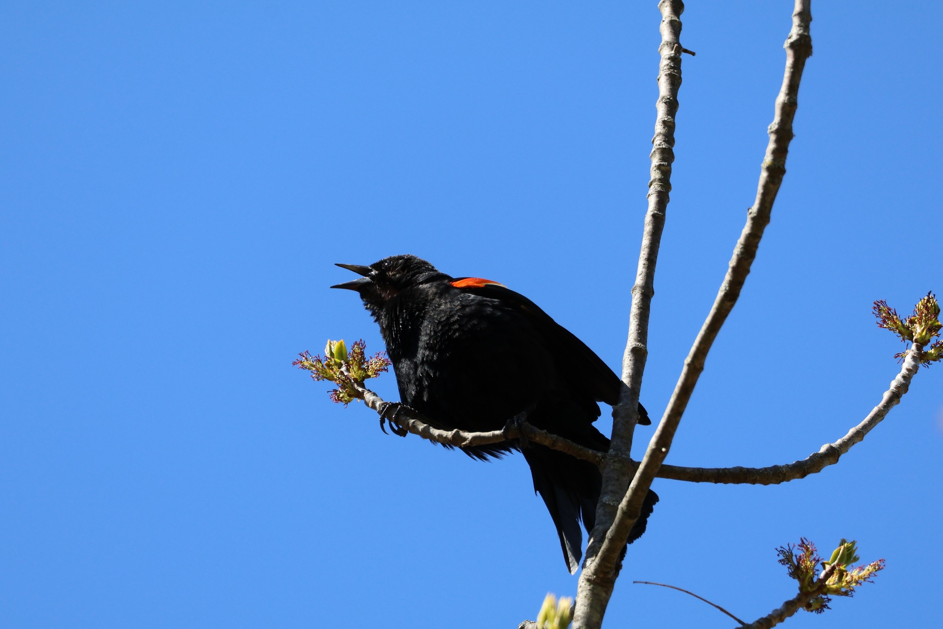 A red-winged blackbird against a blue sky chirps and squawks while sitting on the thin branch of a tree about to blossom in spring.