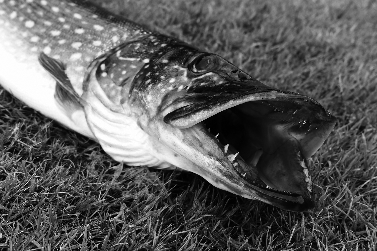 pike-4573367_1280.jpg