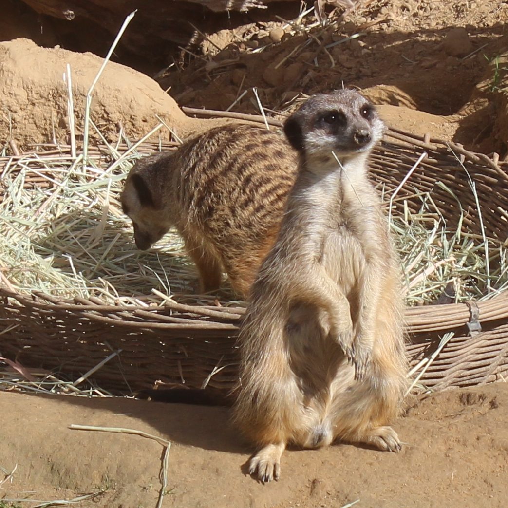Zwei Erdmännchen im Außengehege eines Zoo.