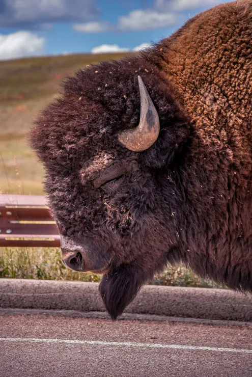 A photo of a male bison, take from much, much too close. You can only see the animal's head, which is absolutely massive. There's nothing to give it scale, but trust me. MASSIVE. The animal's eyes are closed as it meanders slowly along the highway.