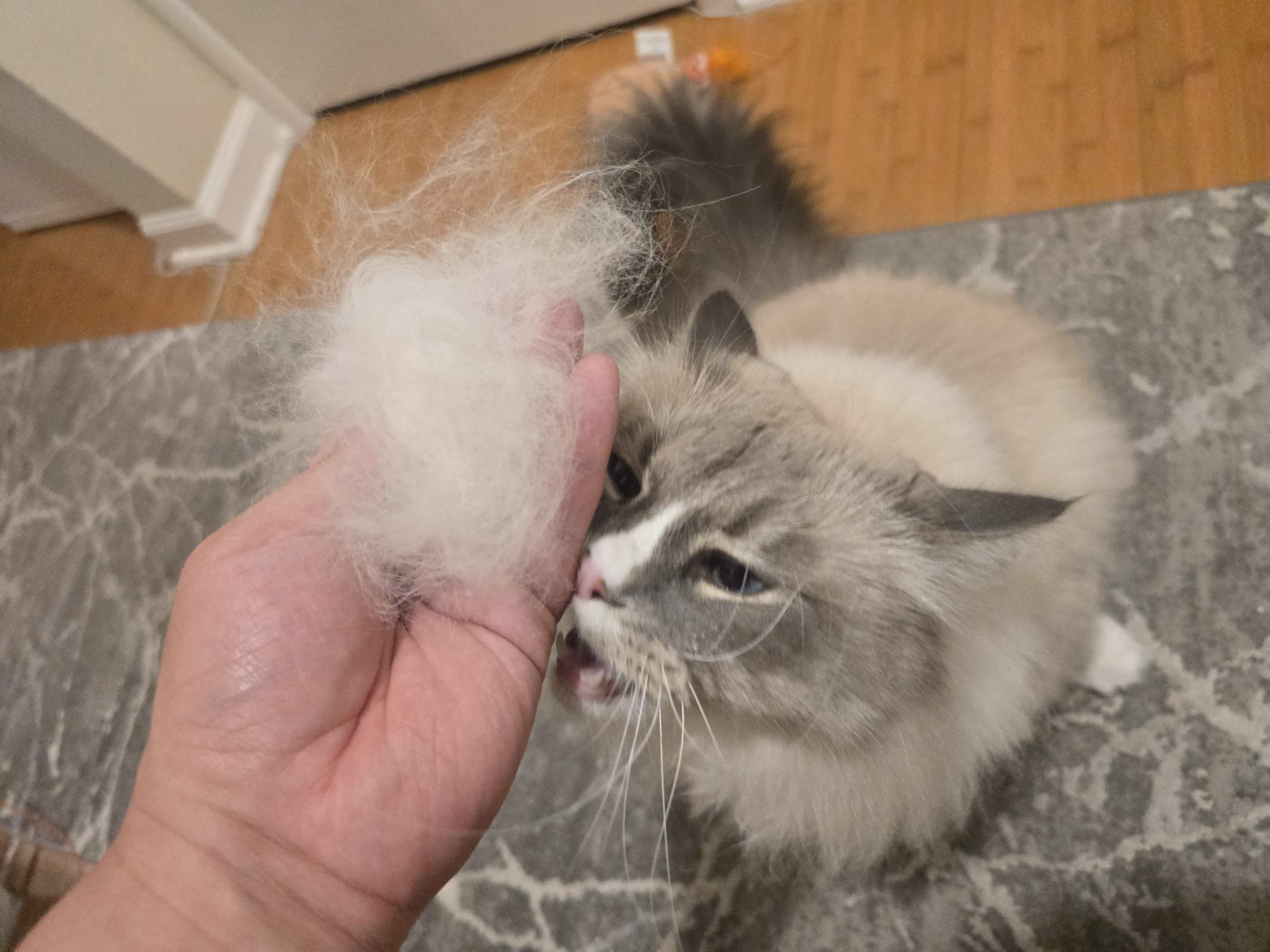 Gray and white fluffy cat bunting a hand holding some of his fur with his mouth open.